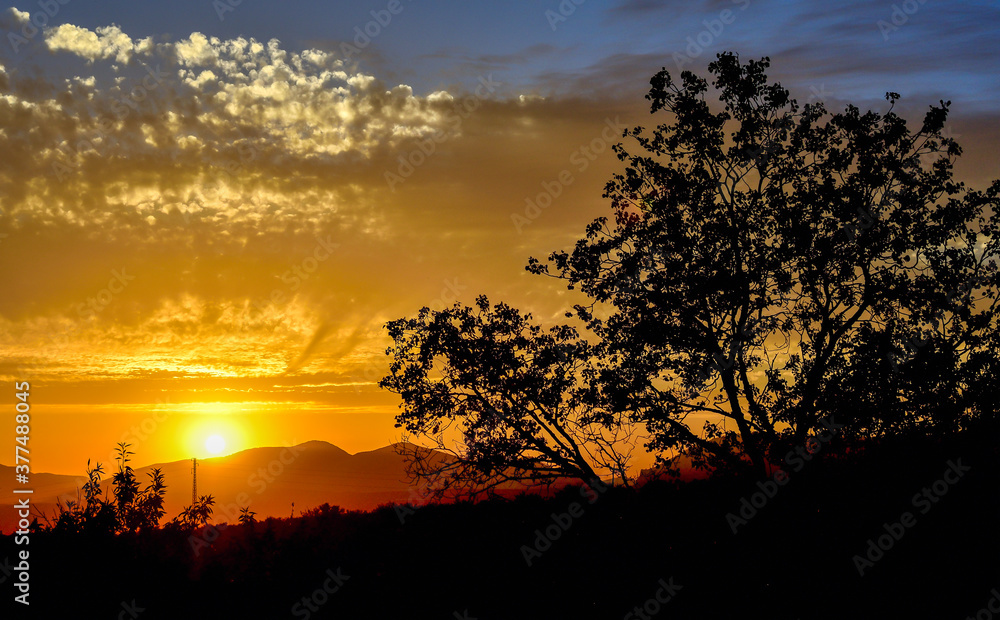 Sunset with beautiful high clouds and the silhouette of a tree