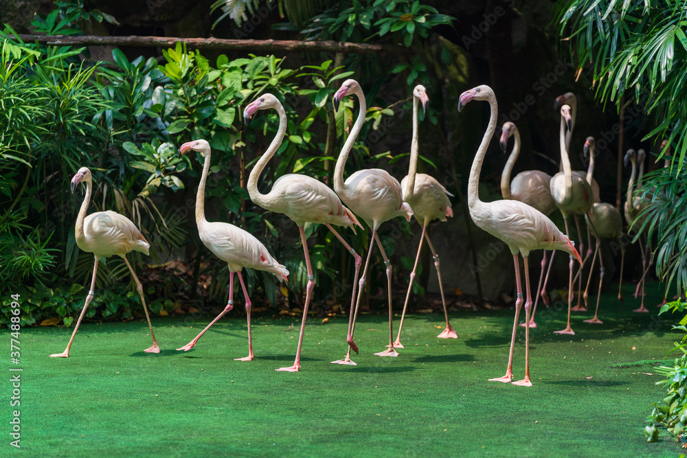 A group of Greater flamingos marching on the ground.