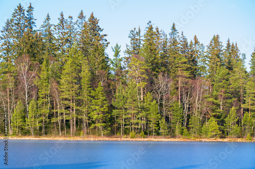 Coniferous forest with ice on the lake