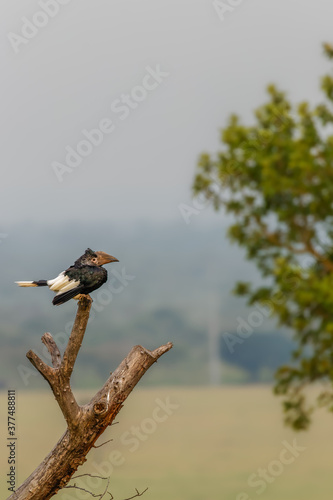 Silvery-cheeked Hornbill (Bycanistes brevis), Queen Elizabeth National Park, Uganda. photo