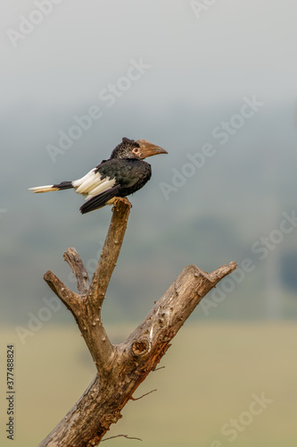 Silvery-cheeked Hornbill (Bycanistes brevis), Queen Elizabeth National Park, Uganda. 