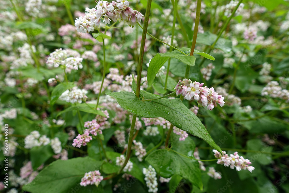 blühender Buchweizen (Fagopyrum esculentum) blühender Buchweizen (Fagopyrum esculentum)