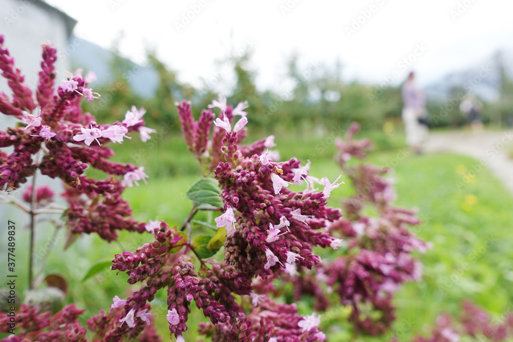 Oregano (Origanum vulgare) am Wegesrand Oregano (Origanum vulgare) am Wegesrand