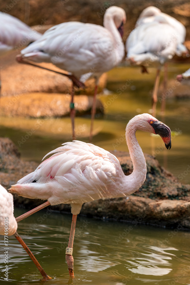 Lesser Flamingo wading through shallow water. Lesser Flamingo wading through shallow water.