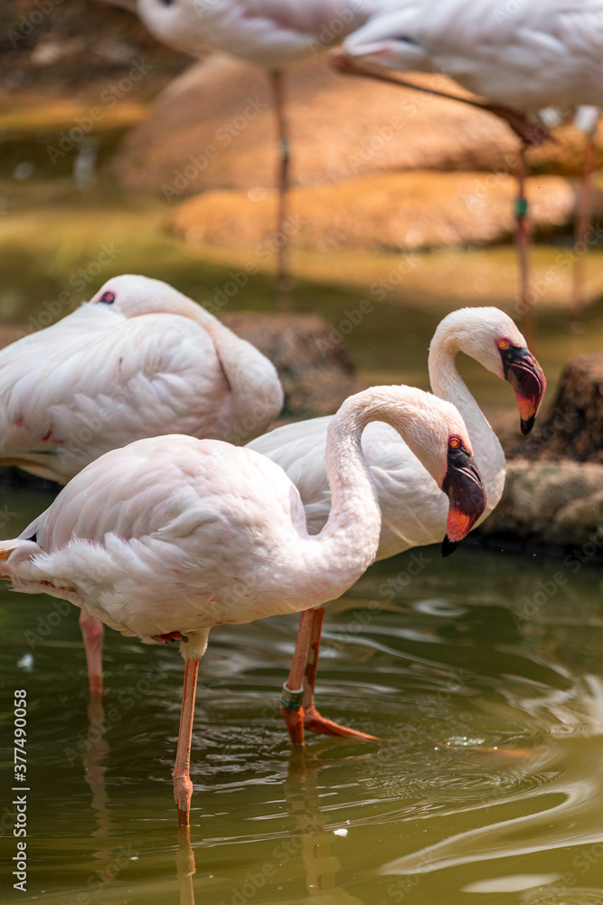 Lesser Flamingo wading through shallow water. Lesser Flamingo wading through shallow water.
