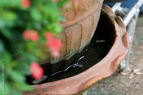 Картината върху платно Mosquito breeding and spreading disease.