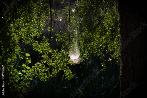 Spider's web