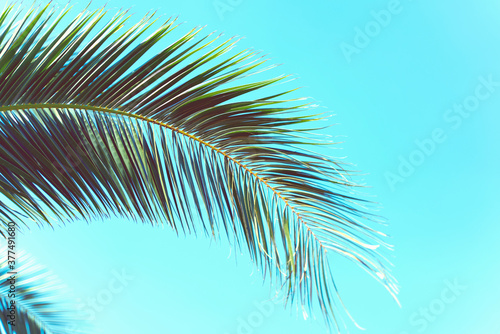 Palm trees against blue sky  Palm trees at tropical coast  vintage toned and stylized  coconut tree summer tree   retro