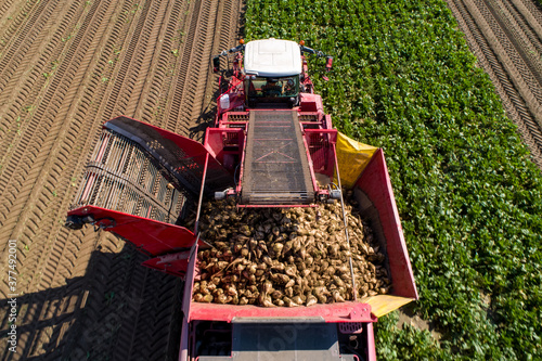 Farmers harvest sugar beet in a country field. Sugar beet harvest with a Sugarbeet harvester an agricultural machine.