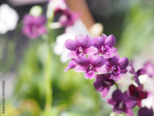 Purple Vanda orchids Dendrobium lindley  Orchidaceae  Dendrobium phalaenopsis beautiful bouquet on blurred of nature background
