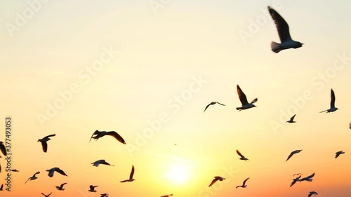 Seagull bird flying slow motion with sunset.