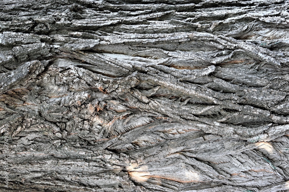 Pine bark Brown and gray natural wood background wood bark texture Background creative vintage. dry, cracked, with irregularities on the surface and a hollowbackground for creativity Pine bark Brown and gray natural wood background wood bark texture Background creative vintage. dry, cracked, with irregularities on the surface and a hollowbackground for creativity