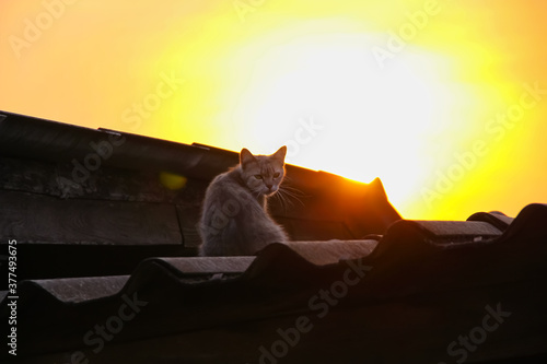 Fototapeta Naklejka Na Ścianę i Meble -  Single cat sitting on roof house with sunrise in the morning on beautiful sky background