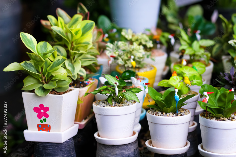 White pots with small green plant and colorful decoraton bird in garden