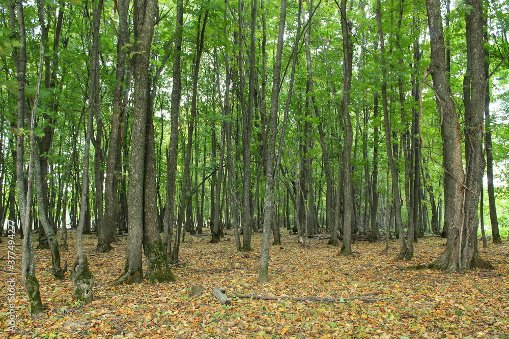 Fototapeta premium Forest in autumn in the rain