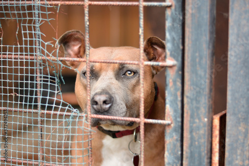 Beautiful and sad american staffordshire terrier dog looking with sad eyes through cage, need help