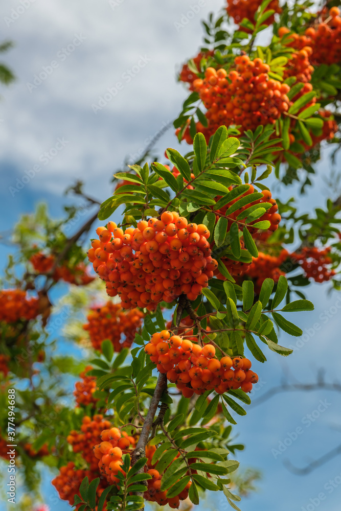 Ein Zweig vor blauem Himmel mit reifen roten Früchten / Vogelbeeren an einer Eberesche (lat.: Sorbus aucuparia) (Hochformat) Ein Zweig vor blauem Himmel mit reifen roten Früchten / Vogelbeeren an einer Eberesche (lat.: Sorbus aucuparia) (Hochformat)
