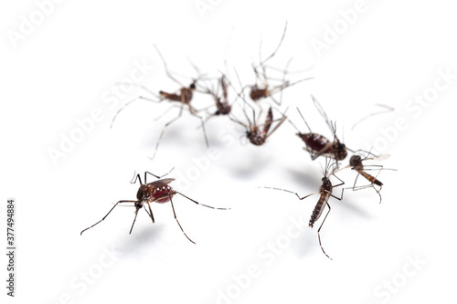 Macro of mosquito sucking blood isolated on white background,Mosquito dangerous is carrier of malaria, encephalitis dengue and zika virus. © panya99