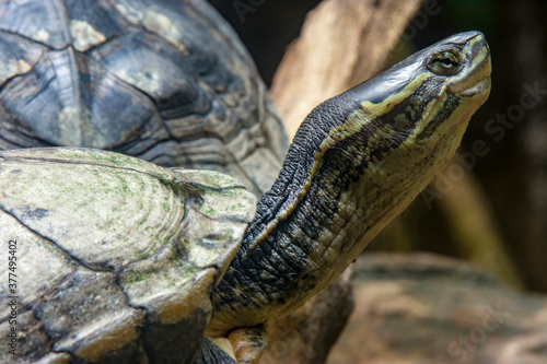 Vietnamese pond turtle (Mauremys annamensis) The head is dark with three or four yellow stripes down the side.The plastron is firmly attached, yellow or orange, with a black blotch on each scute.