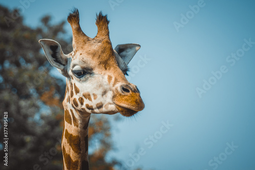 portrait of a giraffe