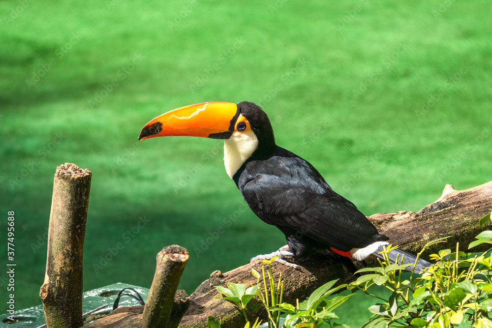 Fototapeta premium Toco Toucan przysiadła na drzewie.