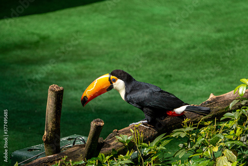 Toco Toucan perching on the tree.