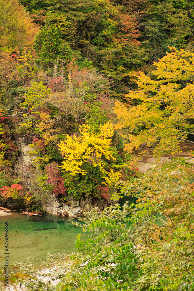 秋の西沢渓谷の色鮮やかな木々と澄んだ透明な川の流れ