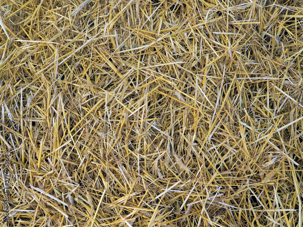 Straw after harvesting cereals as texture and background Straw after harvesting cereals as texture and background
