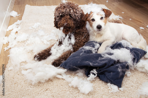 Canvas Print Dog mischief