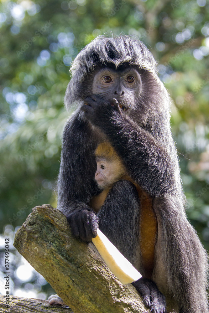 Obraz premium The female Javan lutung (Trachypithecus auratus) and baby's closeup image, also known as the ebony lutung and Javan langur, is an Old World monkey from the Colobinae subfamily