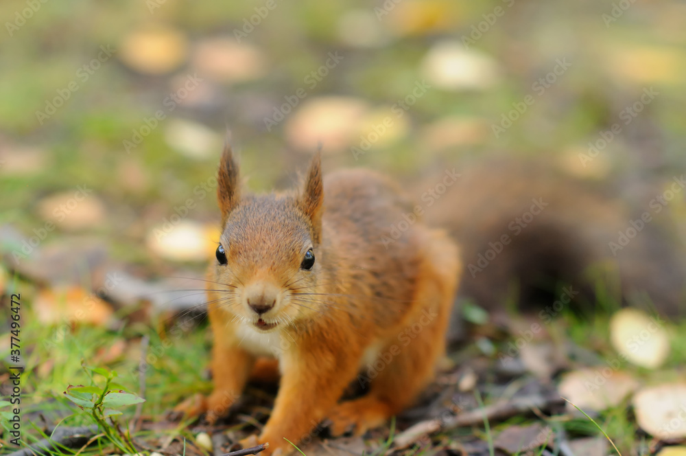 Red squirrel in the forest looking for nuts Red squirrel in the forest looking for nuts