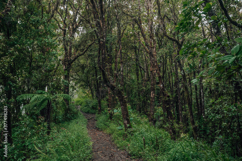 Unexplored path. Curvy road ahead. Jungle safari searing wild animals. Tall trees, glomy weather, mysterious nature