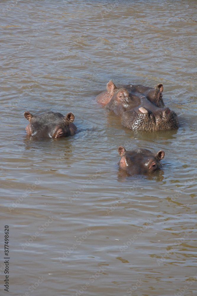 Hippopotamus herd bathing in the Mara River, Kenya Hippopotamus herd bathing in the Mara River, Kenya
