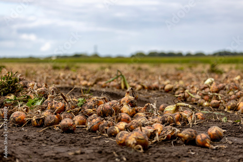 Field of onions grubbed from the soil in preparation of harvest. Agrarian vegetable and food industry farmland.