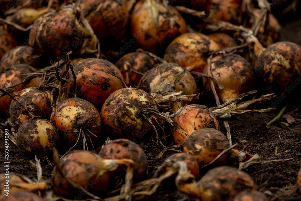 Closeup of dirt on recently grubbed onions waiting to be collected and harvested. Agrarian vegetable and food industry farmland. Closeup of dirt on recently grubbed onions waiting to be collected and harvested. Agrarian vegetable and food industry farmland.