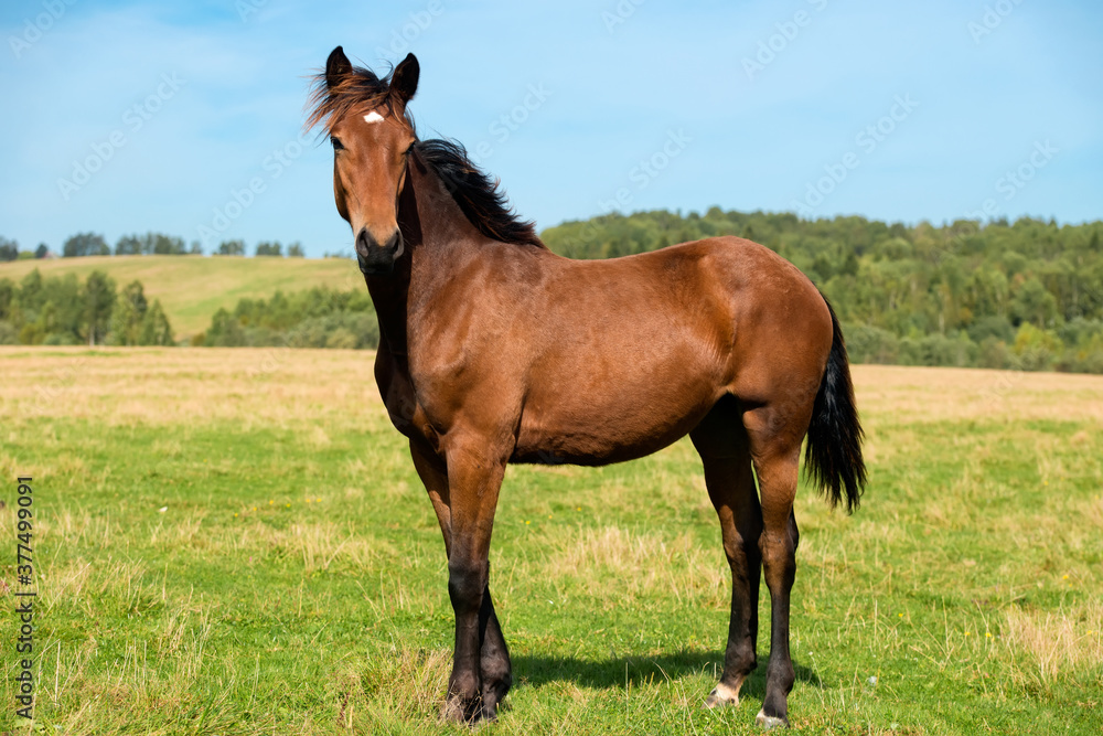 Young horse on a field on a summer day Young horse on a field on a summer day
