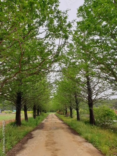 Korea's famous metasequoia road © 민동 유