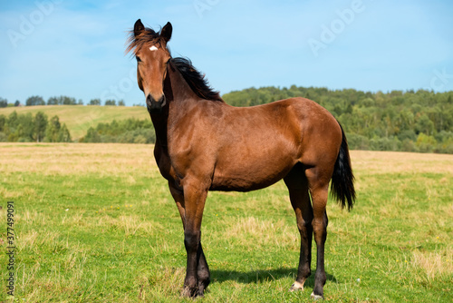 Young horse on a field on a summer day