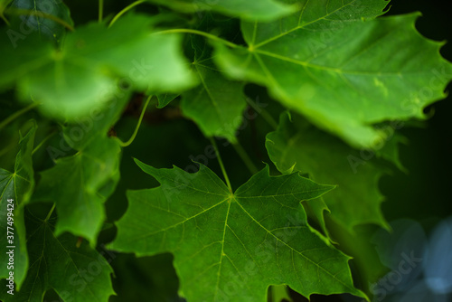 Close-up photo of green maple leaves