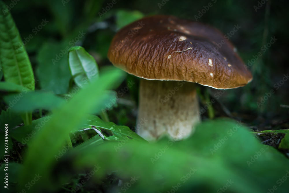 Beautiful blurred background fresh mushroom in the forest grass. Beautiful blurred background fresh mushroom in the forest grass.