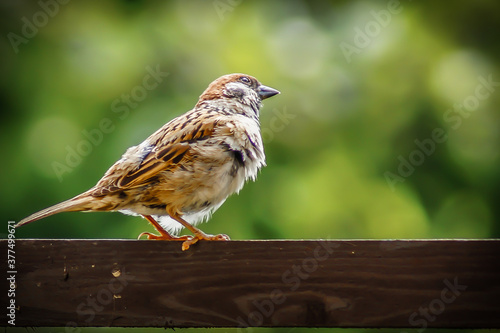 sparrow on a fence