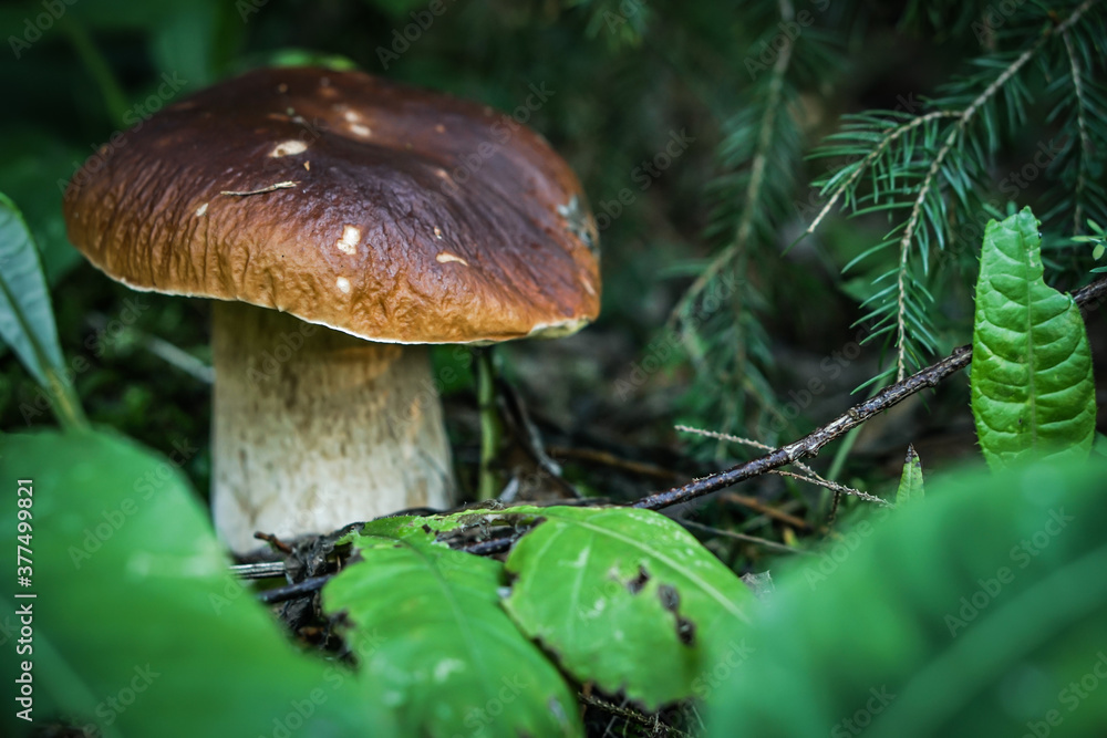 Beautiful blurred background fresh mushroom in the forest grass. Beautiful blurred background fresh mushroom in the forest grass.
