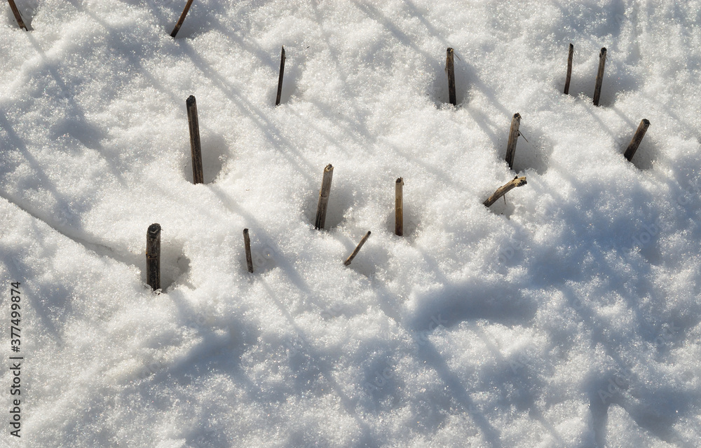 枯れ草冬雪素材stock Photo Adobe Stock