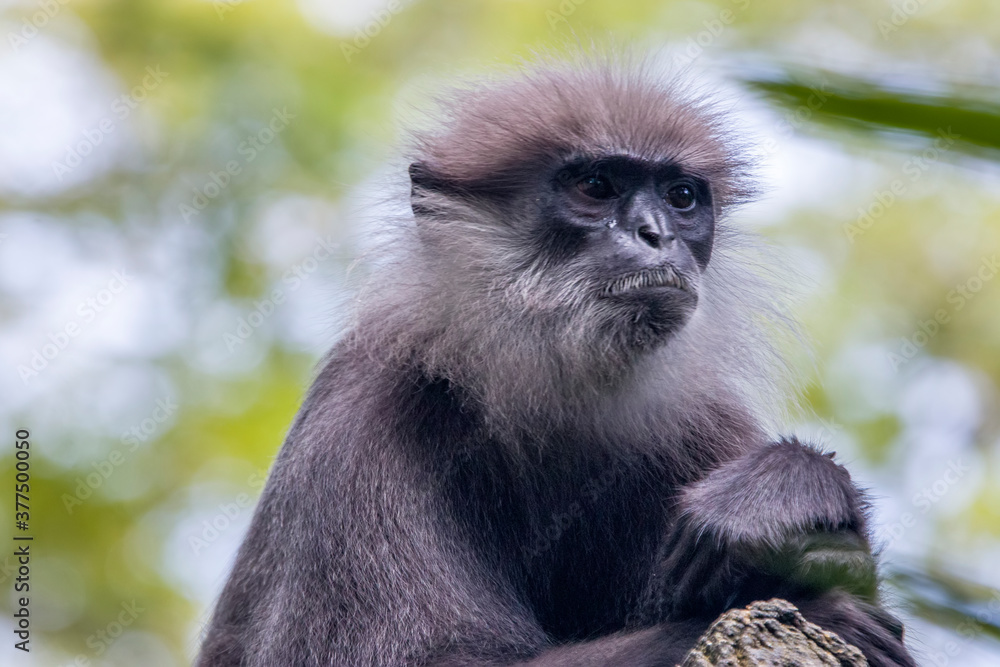 The purple-faced langur (Semnopithecus vetulus) is a species of Old World monkey that is endemic to Sri Lanka. The animal is a long-tailed arboreal species, identified by a mostly brown dark face. The purple-faced langur (Semnopithecus vetulus) is a species of Old World monkey that is endemic to Sri Lanka. The animal is a long-tailed arboreal species, identified by a mostly brown dark face.