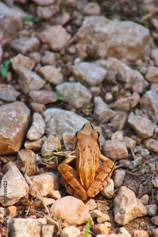 brown frog stay in stones