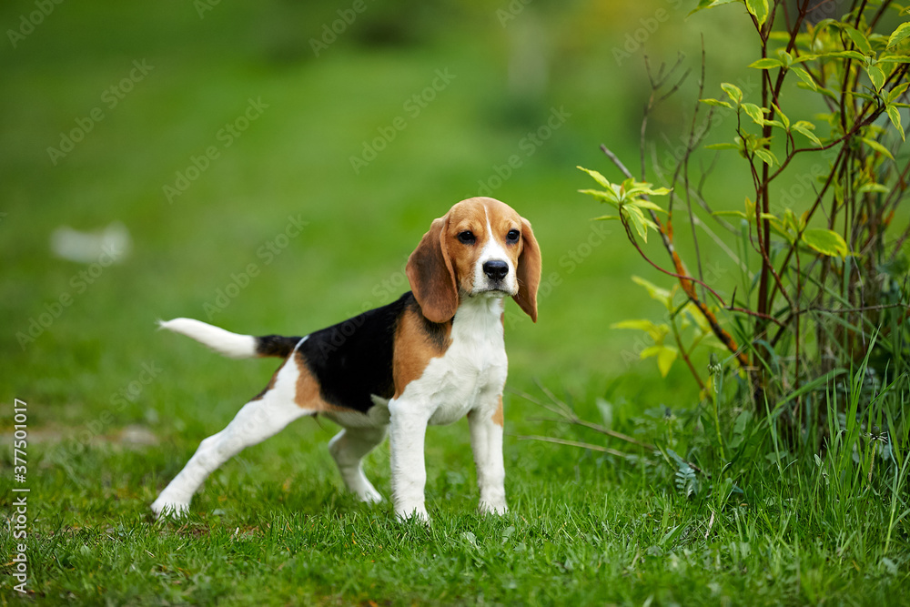 Beagle puppy old standing on green grass in summer