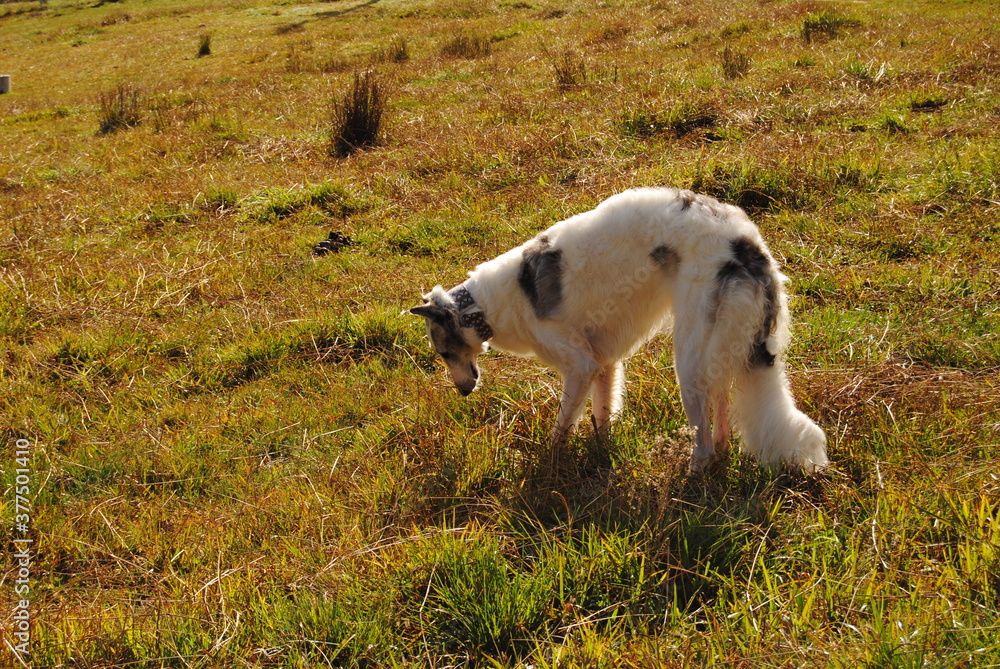 Fototapeta premium The Russian borzoi dog on the field in the green grass with the sunlight