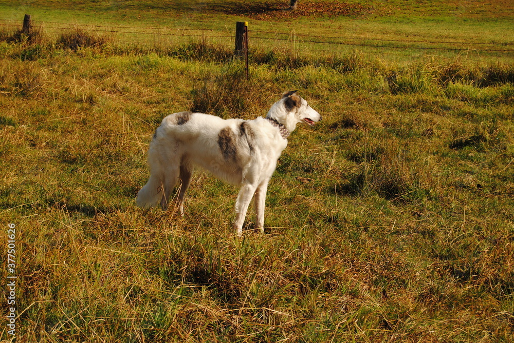 The Russian borzoi dog on the field in the green grass with the sunlight The Russian borzoi dog on the field in the green grass with the sunlight