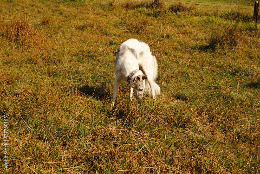 The Russian borzoi dog on the field in the green grass with the sunlight The Russian borzoi dog on the field in the green grass with the sunlight