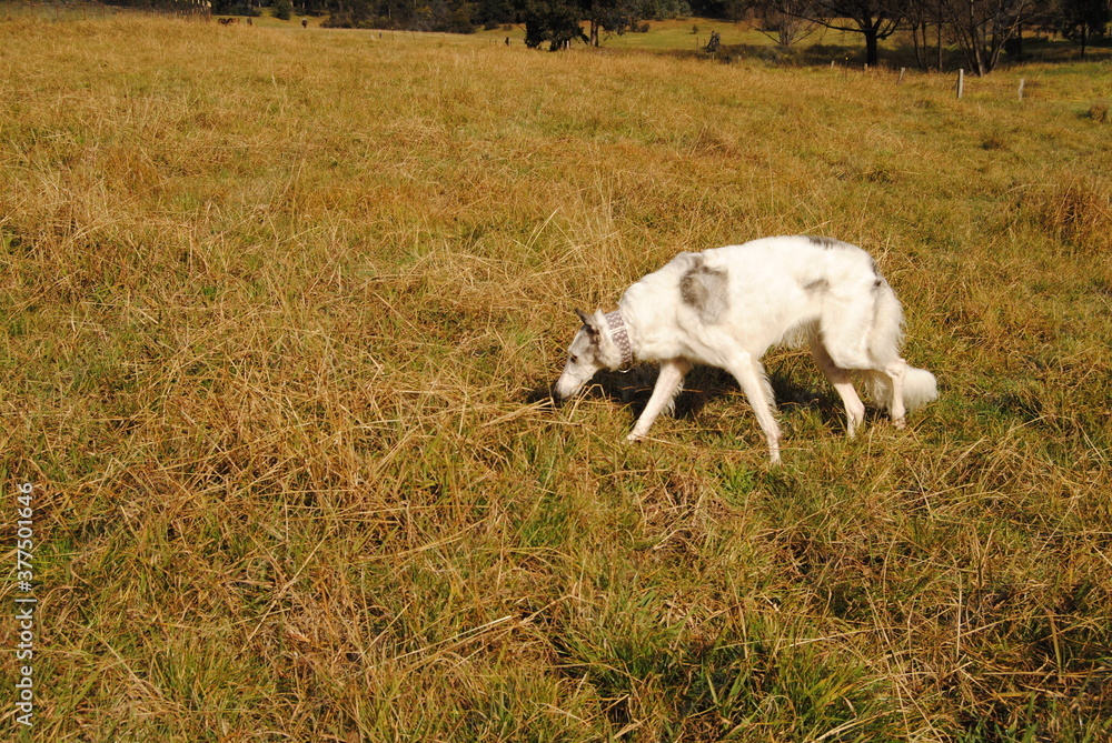 Fototapeta premium The Russian borzoi dog on the field in the green grass with the sunlight